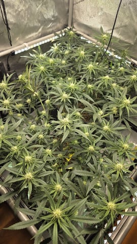 lilac diesel Rbx2 — flower, day 81