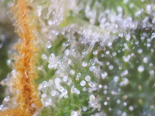 Purple Haze Auto — flower, day 76