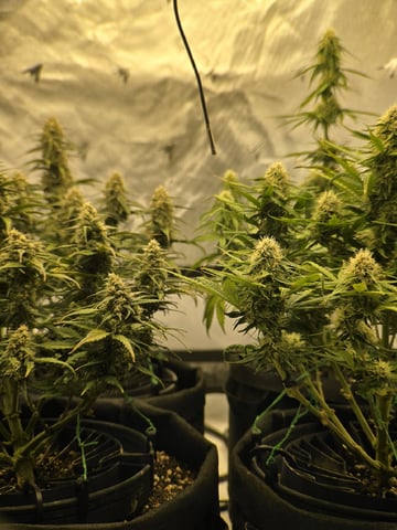 1st Grow 4x4 — flower, day 53