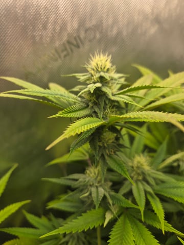 First Grow — flower, day 88