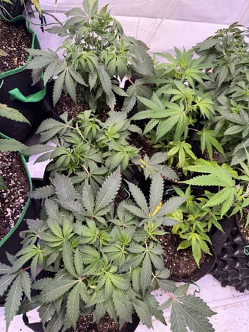 indoor tent  — vegetative, day 13