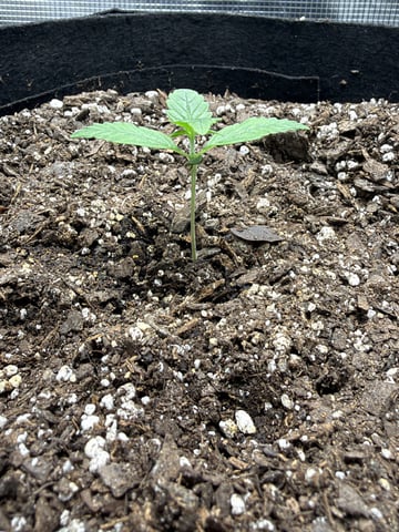Gorilla Cookies 2nd Try — seedling_rooting, day 16