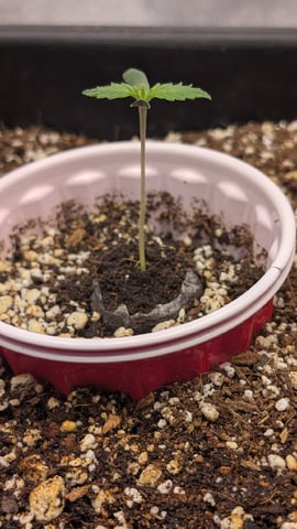 Lemon Cherry Gelato Auto — vegetative, day 7