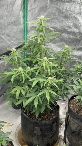 420 Fast Buds  — flower, day 53