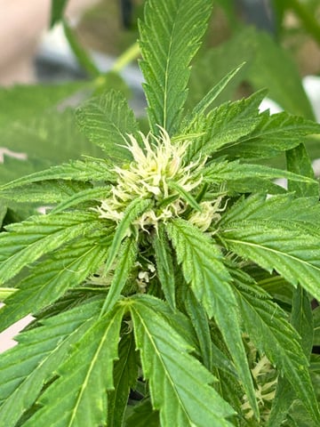 First ever grow — flower, day 63