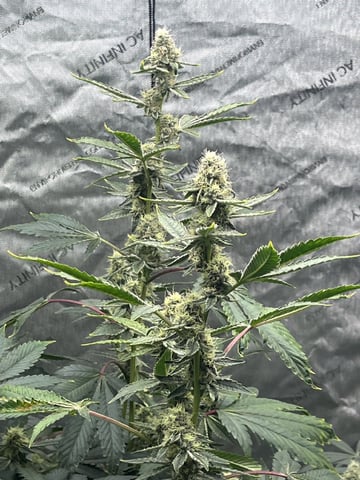 The Bling  — flower, day 114