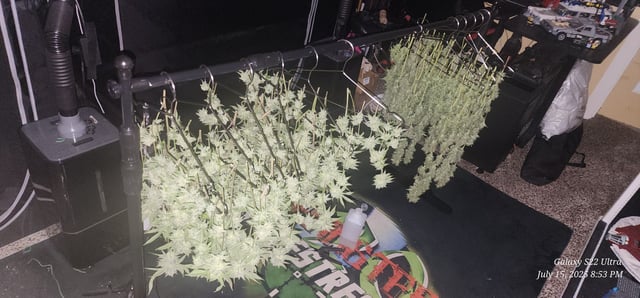 Punch Mints Pheno #2 — harvest, day 57