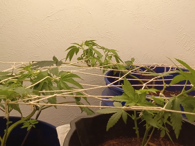 closet grow for veg with a.c infinity air intake fan .With no carbon filter just suction,and spider farmer sf 7000.Then a spider farmer sf tent 4×4×6.5with a G1500 l.e.d from spiderfarmer and spider farmer 6inch clip oscalating fan. — vegetative, day 11