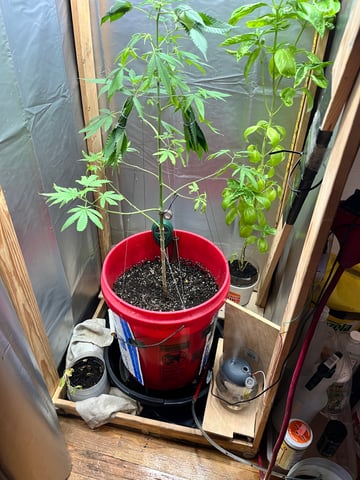 My Devine Conscious  — vegetative, day 133