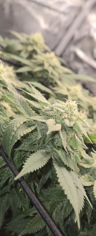 john — flower, day 1