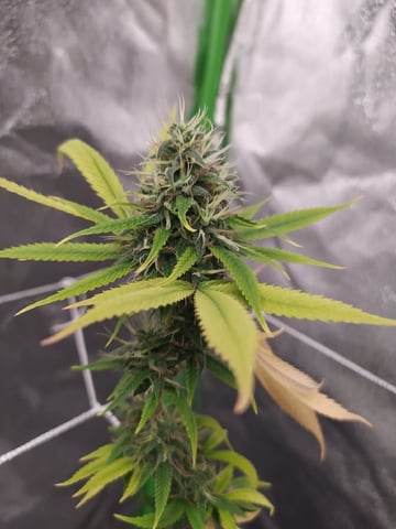 Pren seeds from brazil — flower, day 30