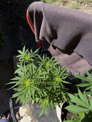 Bruce Banner ⛽️ — flower, day 72