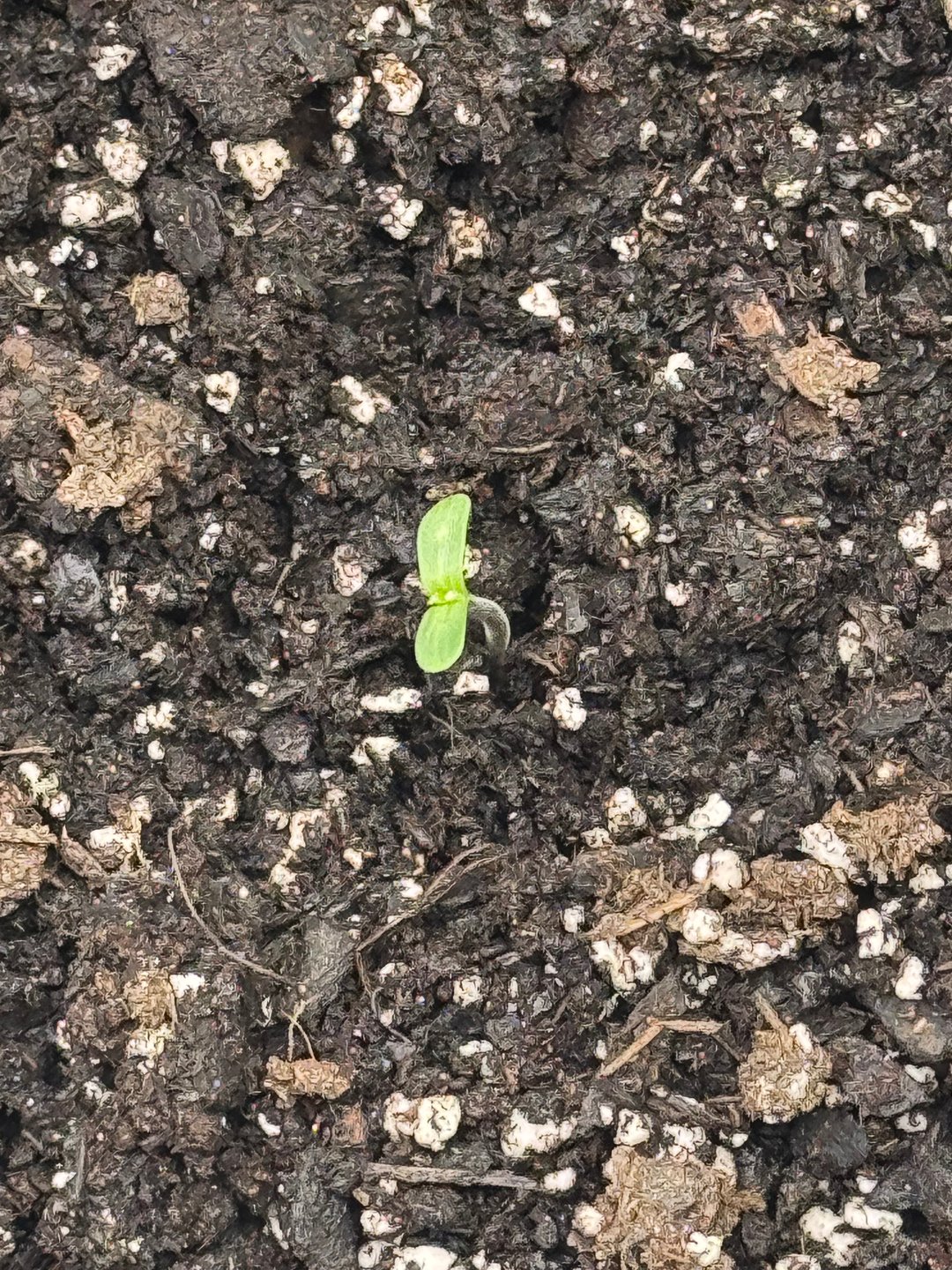 wedding cake auto FIRST GROW!