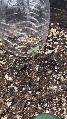 Purple Nasty By Ethos Seeds — seedling_rooting, day 1