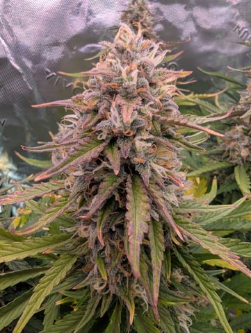 Piggy Stardust — flower, day 82