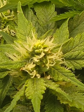 White rhino — flower, day 74