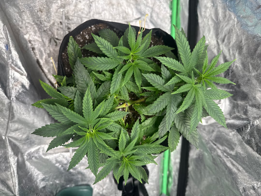 Veg2-3 Week Old Cereal Milk Fem