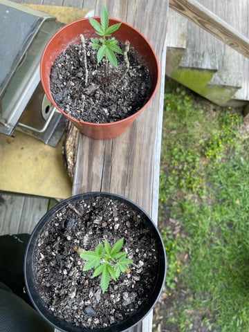 Alfie & Franki — vegetative, day 31