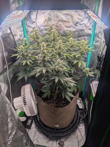Piggy Stardust — flower, day 54