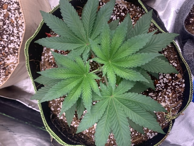 Papaya Frosting  — vegetative, day 38