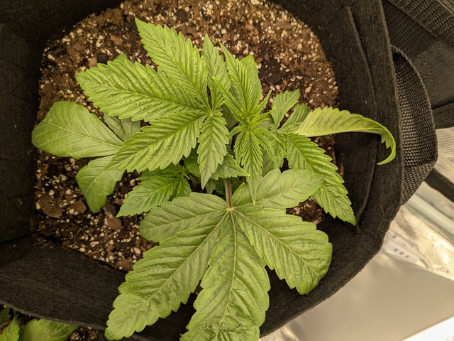first grow — vegetative, day 17
