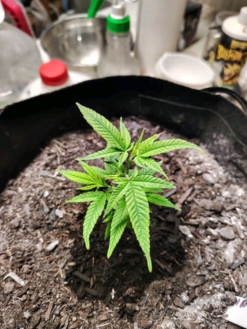 Hindu Kush — vegetative, day 40
