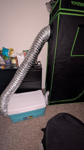 Strawberry Cheesecake Seedsman Seeds Autoflowers x2 — flower, day 96