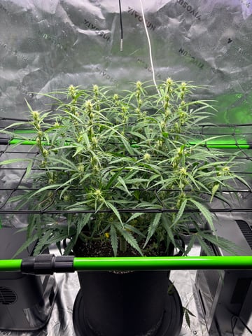 Fall 2025 Grow — vegetative, day 43