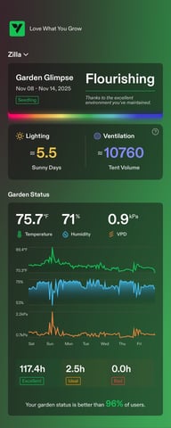 Pine (Auto) 2025 - 0 — seedling_rooting, day 13