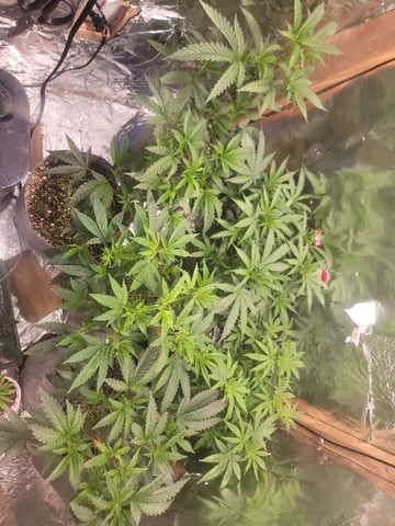 Ghetto Growing — grow_setup, day 25