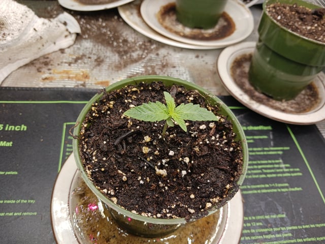 4th grow  — seedling_rooting, day 137