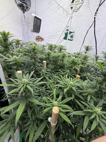 Indoor Grow  — flower, day 165