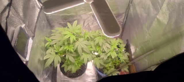 frst grow tent grow — vegetative, day 42