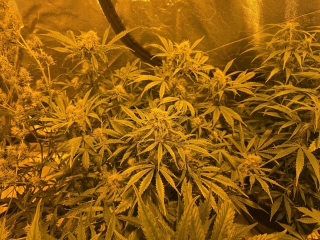 Autos AGAIN — flower, day 62