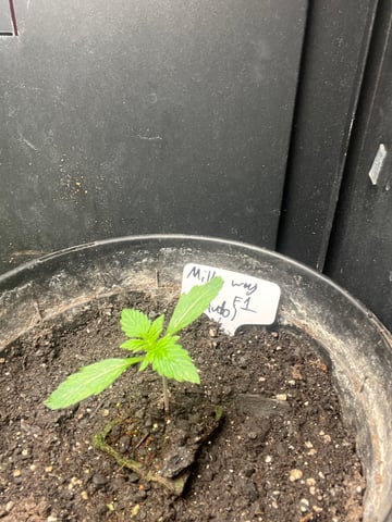 Milky Way F1 (2nd Try) 