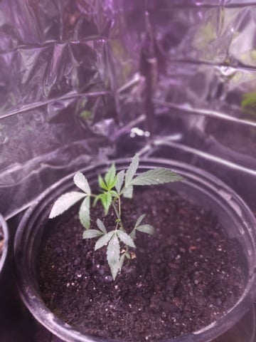 Queen Royal Autoflower  — vegetative, day 58