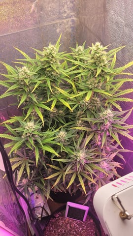 Third Grow ever, FastBuds Autos.