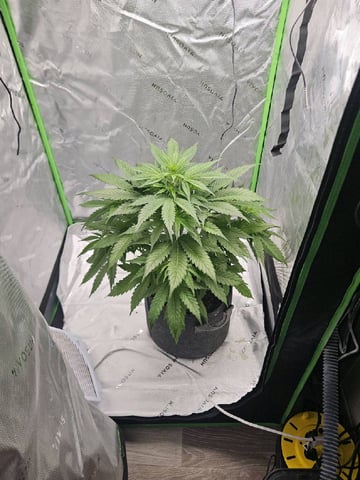 Gorilla Z auto — flower, day 55