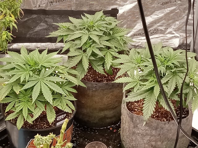 Gorilla Zittels ---also Manderian Sunset -a Applefritter-and Chem Dog -and Mendo Guva! — flower, day 161