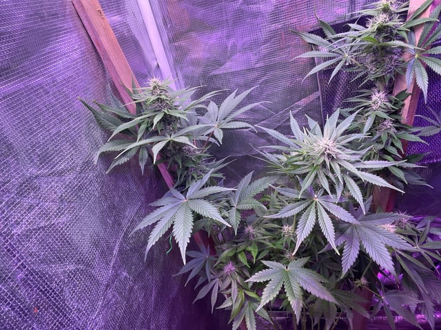 Auto variety  — flower, day 58