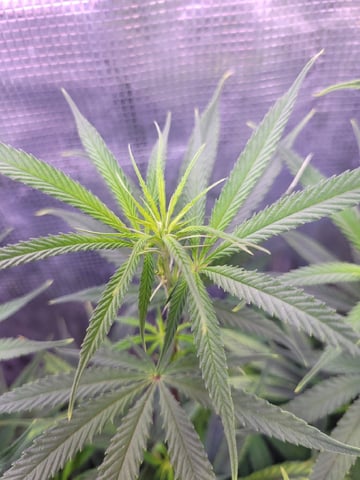 6th Grow — flower, day 43