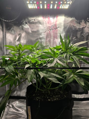 Northern lights #10 (Alaska) — flower, day 42