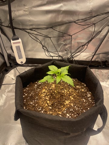 green crack — seedling_rooting, day 12
