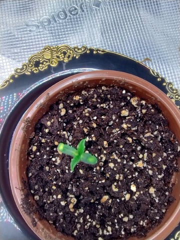 Photo Time📸🕞 — seedling_rooting, day 8