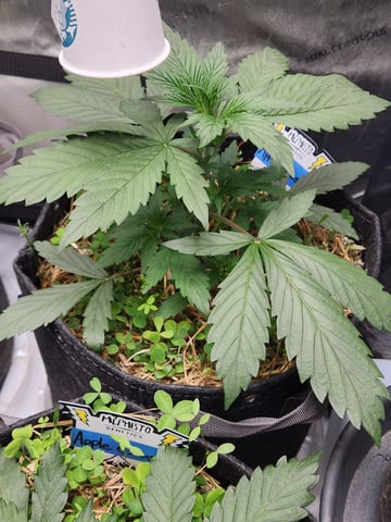 Mephisto Apple Crush and Pop tart OG in Nature's Living Soil.  — vegetative, day 25