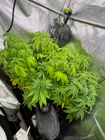 Mimosa x Orange Punch, Runtz Carlton, Gush Mints x Grape Cake Cream — vegetative, day 26