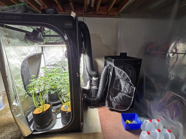 Purple Haze  — flower, day 79