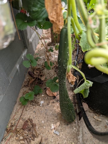 outdoor hydro ladder — vegetative, day 111