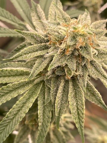 green resin — flower, day 27