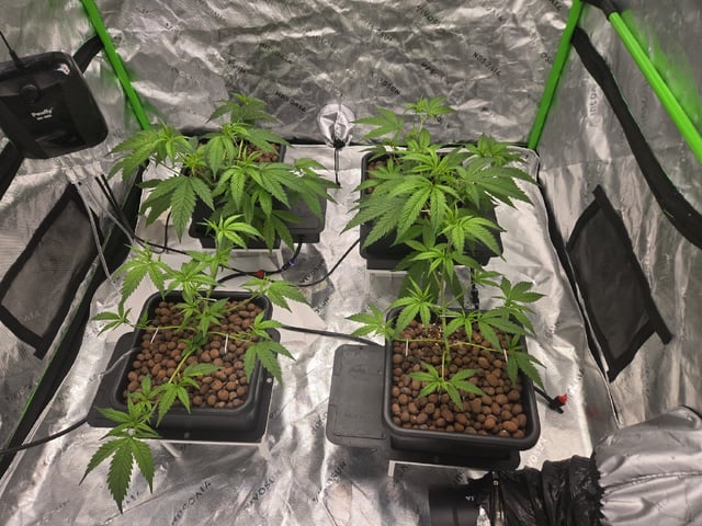 Funk Mountain 2 — flower, day 17